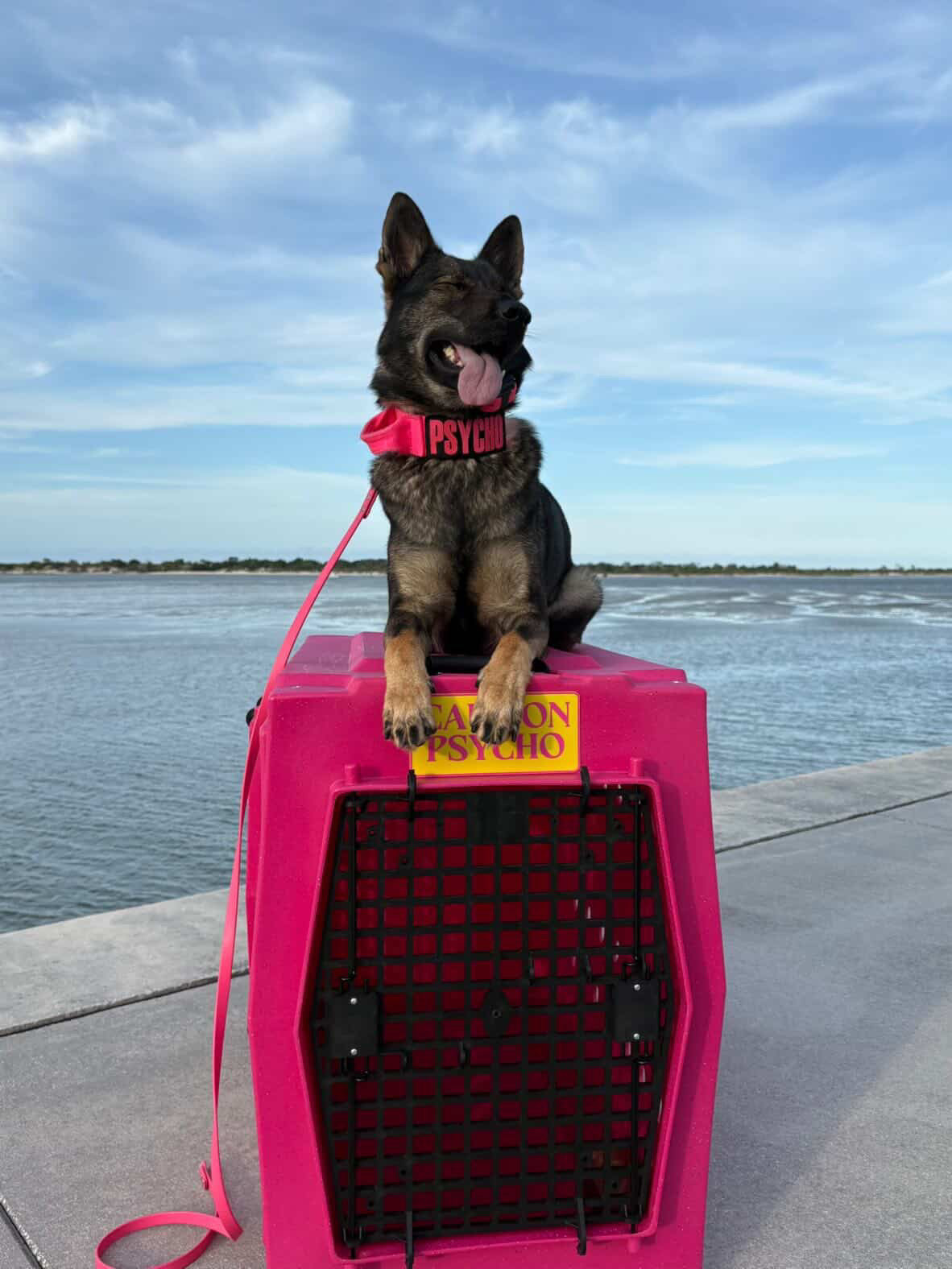 All Kennel Tags